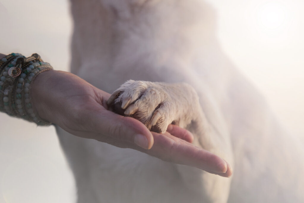 tierkommunikation, telepathie mit tieren, esoterik, spirituelle Fähigkeiten, kommunikation mit tieren